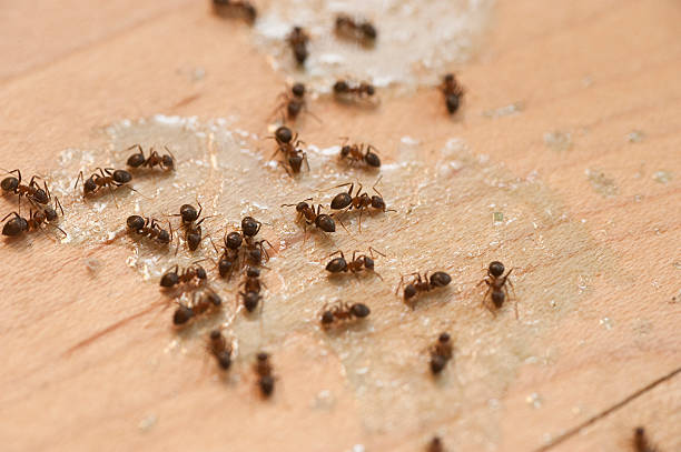 Best Affordable Pest Control Services  in Chagrin Falls, OH