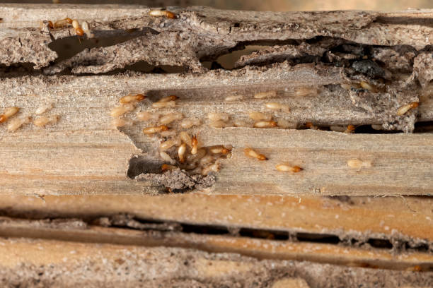 Best Local Pest Control Services  in Chagrin Falls, OH
