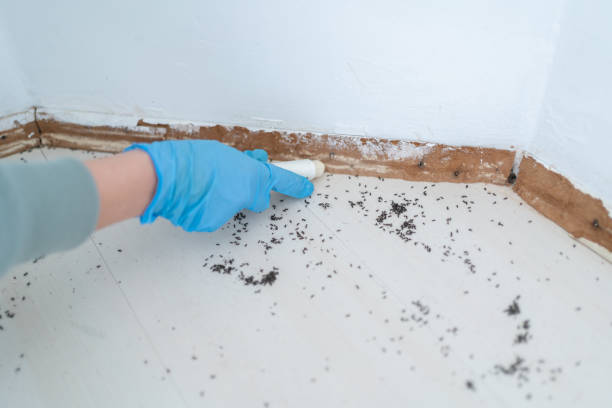Flea Control Services in Chagrin Falls, OH